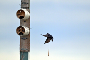 Purple Martin